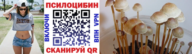 Псилоцибиновые грибы Psilocybe Ессентуки